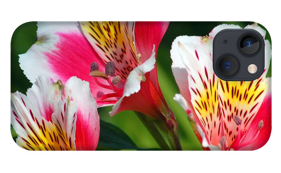 Peruvian iPhone 13 Case featuring the photograph Pink Peruvian Lily 2 by Amy Fose