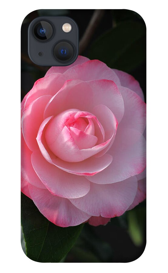 Flower iPhone 13 Case featuring the photograph Pink Petals Camellia by Tammy Pool