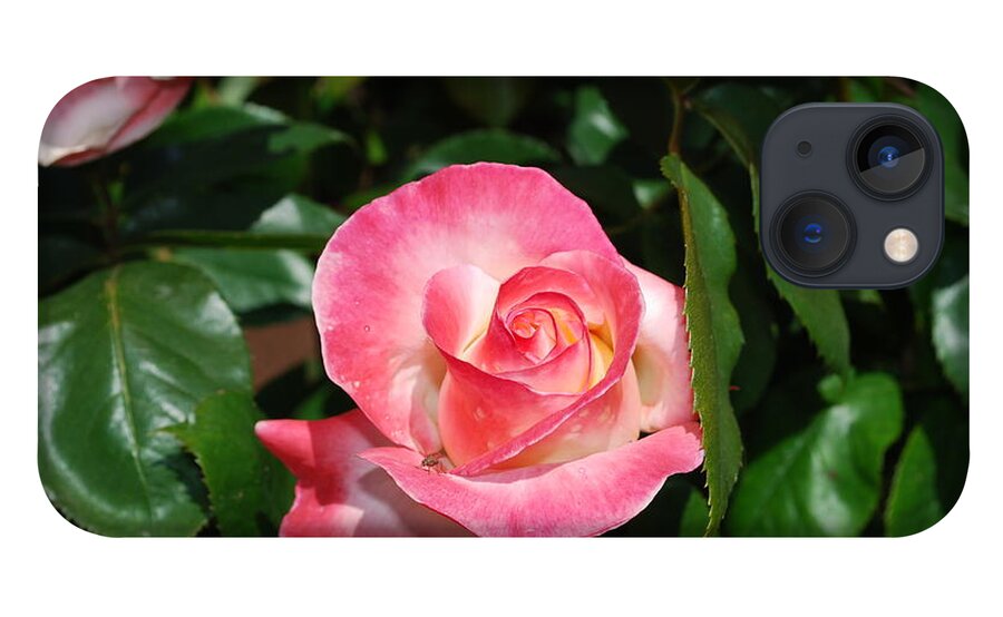 Pink iPhone 13 Case featuring the photograph Pink Rose by Sandra Lee Scott