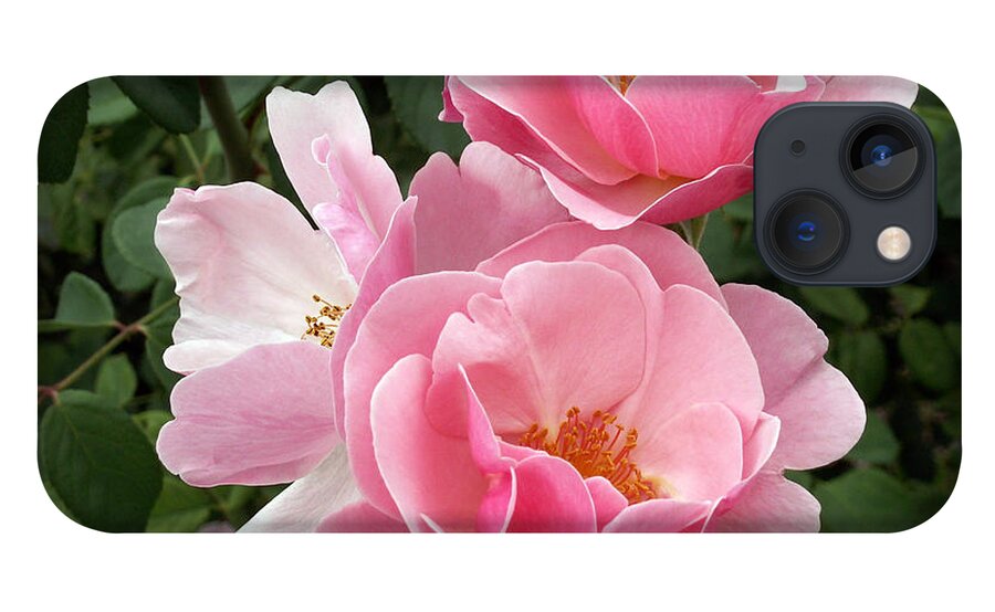 Pink Roses iPhone 13 Case featuring the photograph Pink Roses 2 by Amy Fose