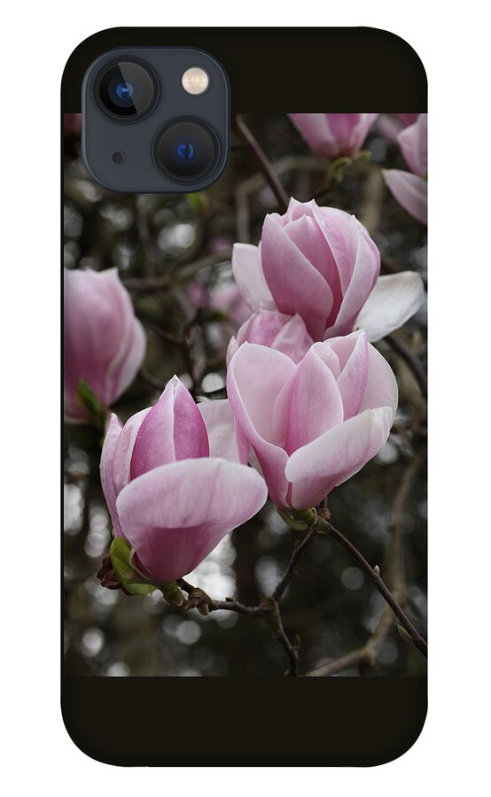 Tulips iPhone 13 Case featuring the photograph Pink Tulip Tree by Tammy Pool