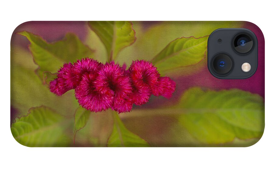 Plumed Cockscomb Flower iPhone 13 Case featuring the photograph Plumed Cockscomb by Marina Kojukhova