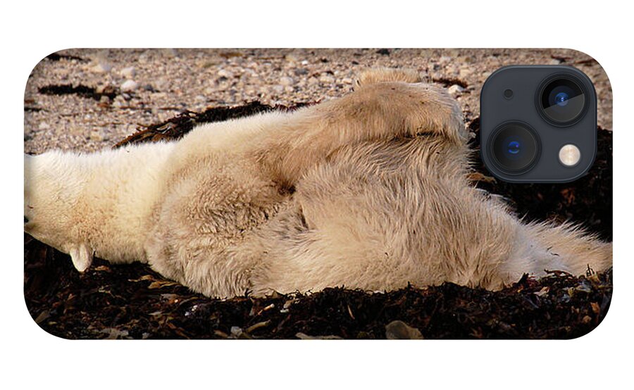 Polar iPhone 13 Case featuring the photograph Polar Bear Warmup by Ted Keller