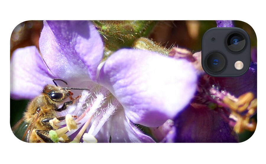 Bee iPhone 13 Case featuring the photograph Pollinating 1 by Amy Fose