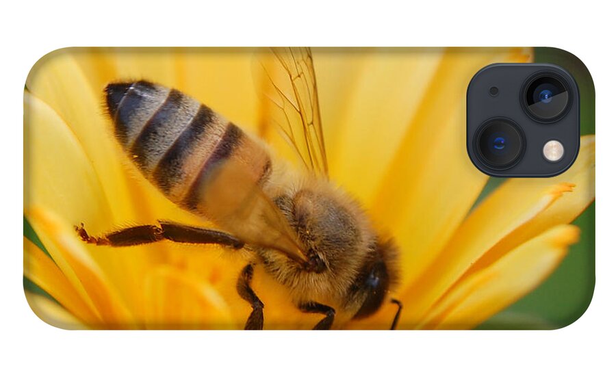 Bee iPhone 13 Case featuring the photograph Pollination 2 by Amy Fose