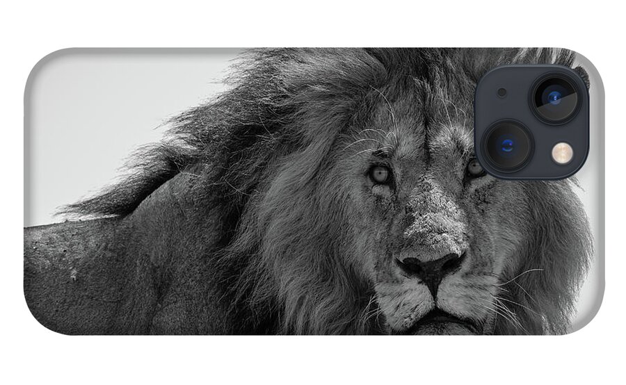 Lion iPhone 13 Case featuring the photograph Portrait of a Lion by Aashish Vaidya