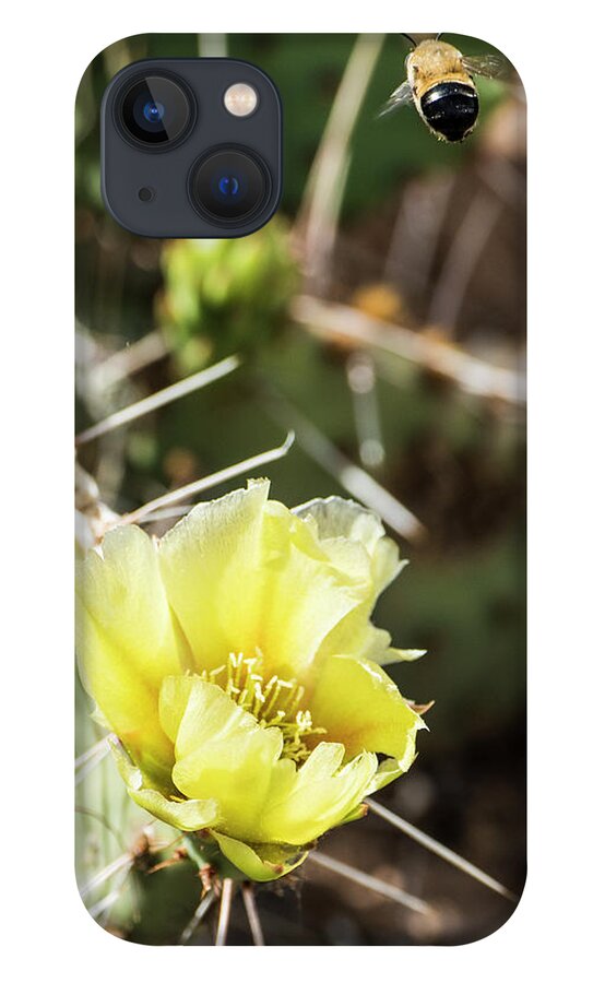 Natanson iPhone 13 Case featuring the photograph Prickly Pear Honey by Steven Natanson