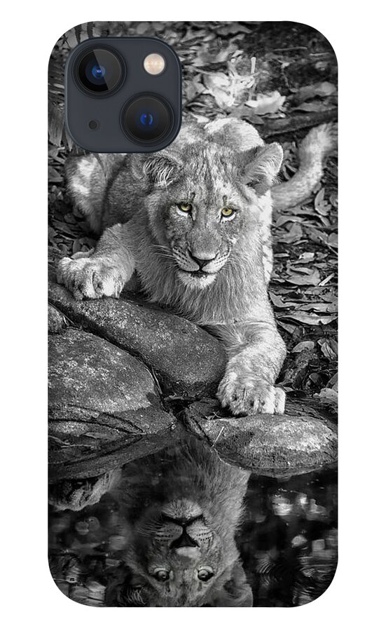 Crystal Yingling iPhone 13 Case featuring the photograph Prowler Reflection by Ghostwinds Photography