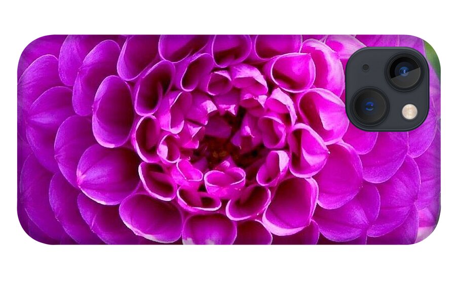 Dahlia iPhone 13 Case featuring the photograph Purple Dahlia by Brian Eberly