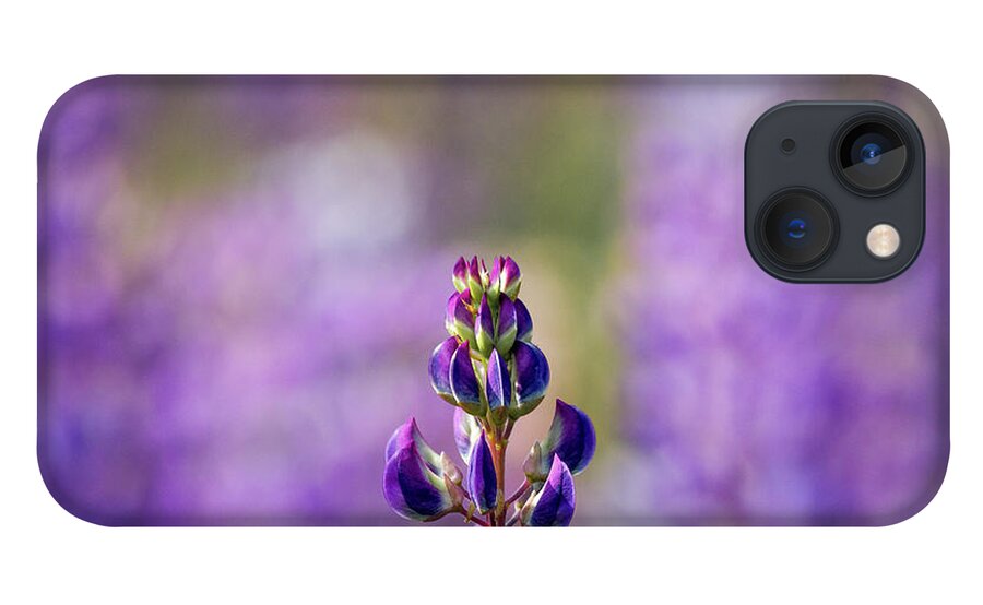 Flowers iPhone 13 Case featuring the photograph Purple by Darryl Hendricks