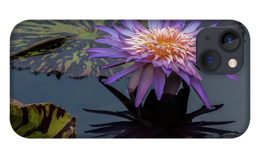 Water Lily iPhone 13 Case featuring the photograph Purple Lily by Roni Chastain