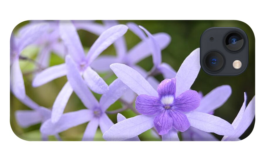 Kauai iPhone 13 Case featuring the photograph Purple Orchids 1 by Amy Fose