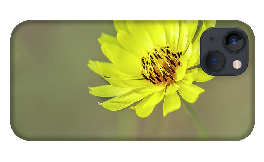 Asteraceae iPhone 13 Case featuring the photograph Putting my best face forward. by Usha Peddamatham