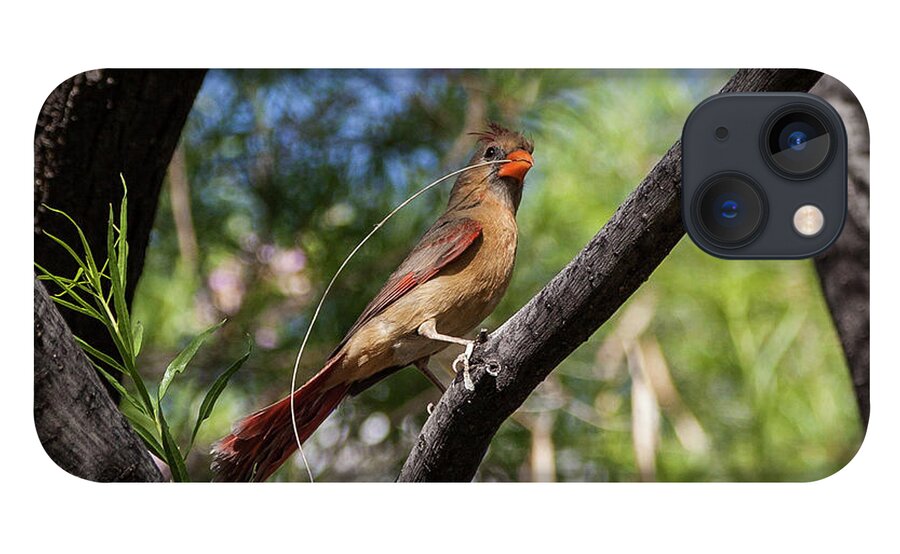 Pyrrhuloxia iPhone 13 Case featuring the photograph Pyrrhuloxia at Work by Lon Dittrick