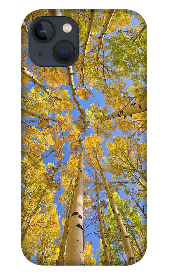 00559133 iPhone 13 Case featuring the photograph Quaking Aspens Overhead by Yva Momatiuk John Eastcott