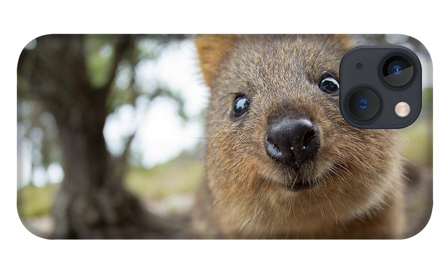 Quokka iPhone 13 Case featuring the photograph Quokka by Max Waugh