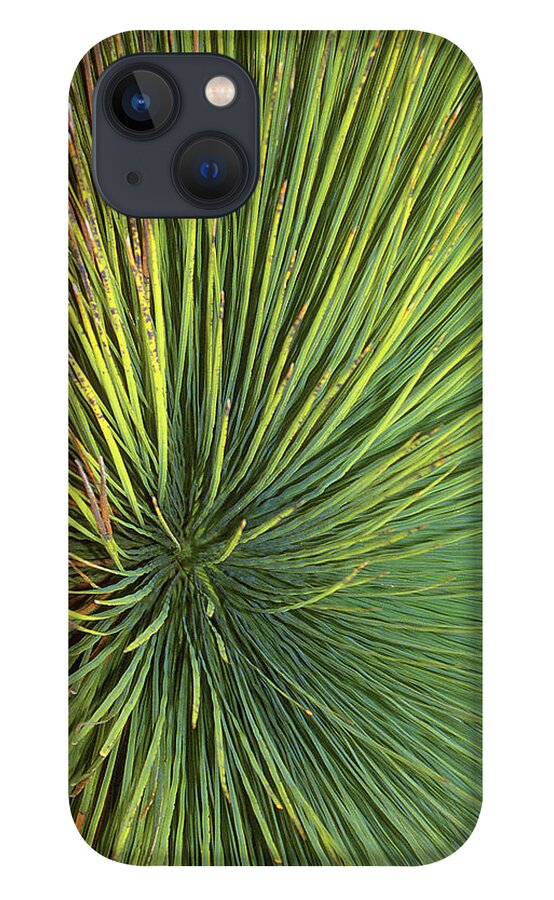 Radiate iPhone 13 Case featuring the photograph Radiating by Ted Keller