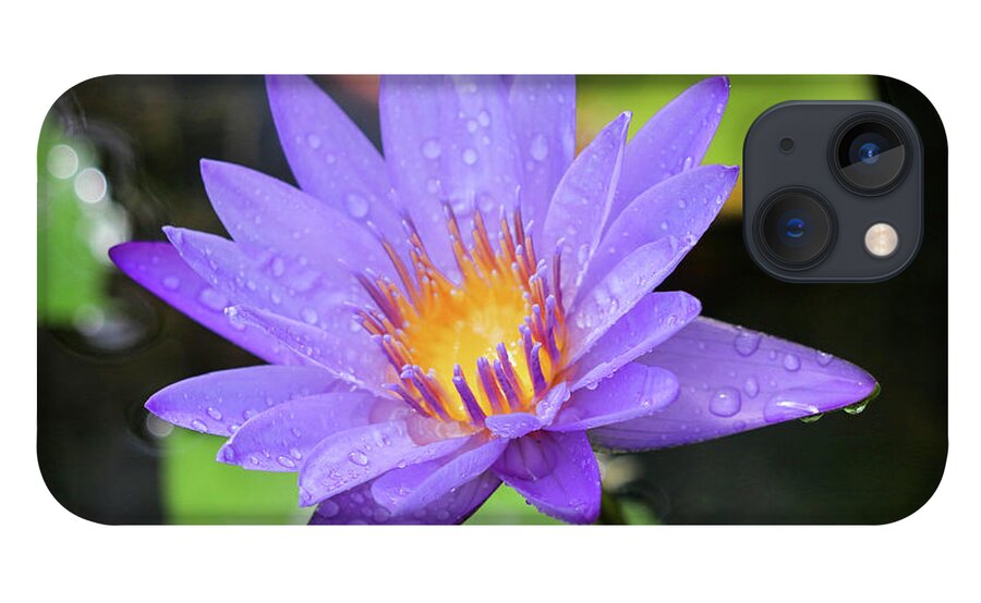 Water Lily iPhone 13 Case featuring the photograph Rain-dropped Waterlily by Mary Anne Delgado