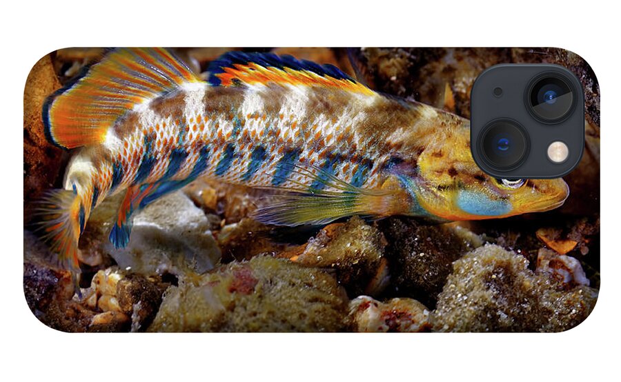 2016 iPhone 13 Case featuring the photograph Rainbow Darter by Robert Charity