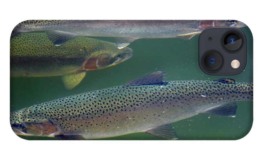 Rainbow Trout swimming on the surface of a Lake in Quebec iPhone 13 Case by  Reimar Gaertner - Fine Art America