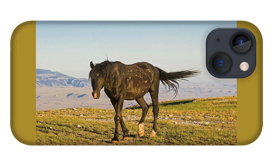 Mark Miller Photos iPhone 13 Case featuring the photograph Raven- a Wild Stallion by Mark Miller