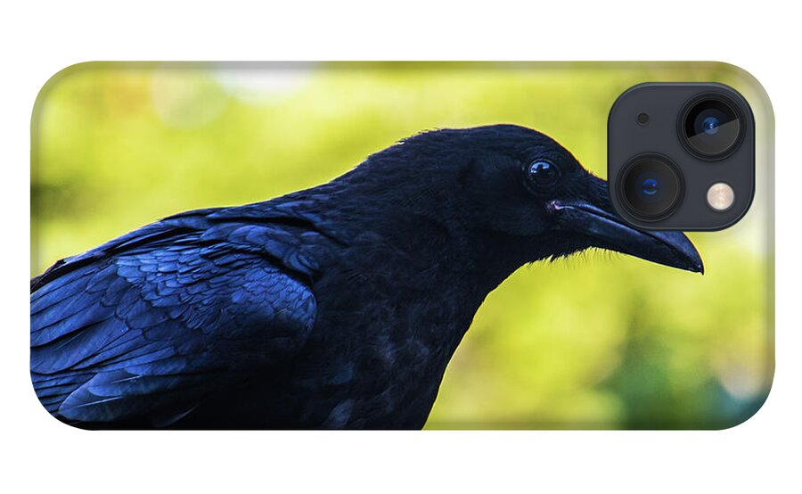 Crow iPhone 13 Case featuring the photograph Raven by Jonny D