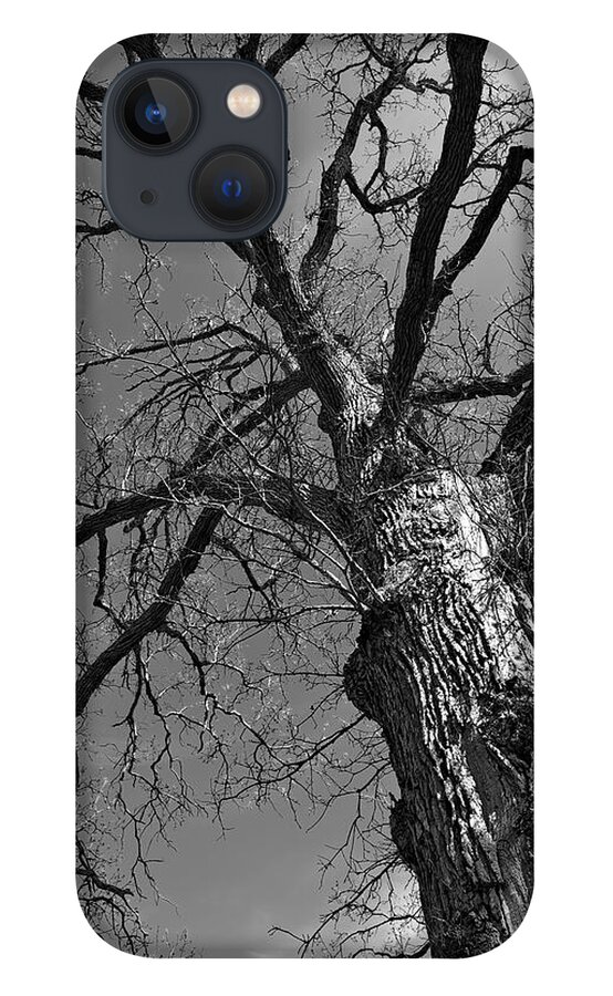 Tree iPhone 13 Case featuring the photograph Reaching Up by Kate Hannon