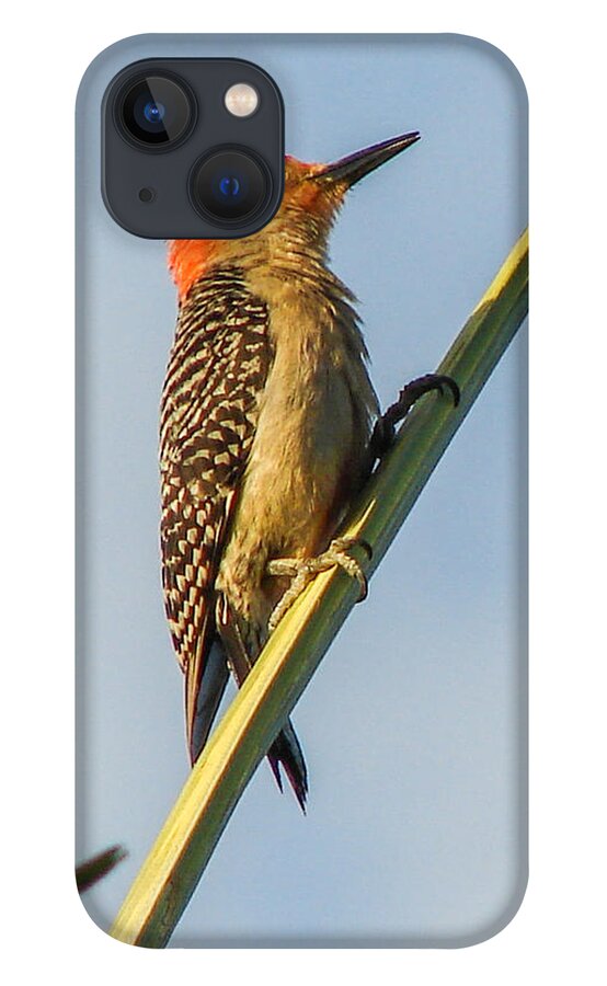 Bird iPhone 13 Case featuring the photograph Red-bellied Woodpecker by Carl Moore