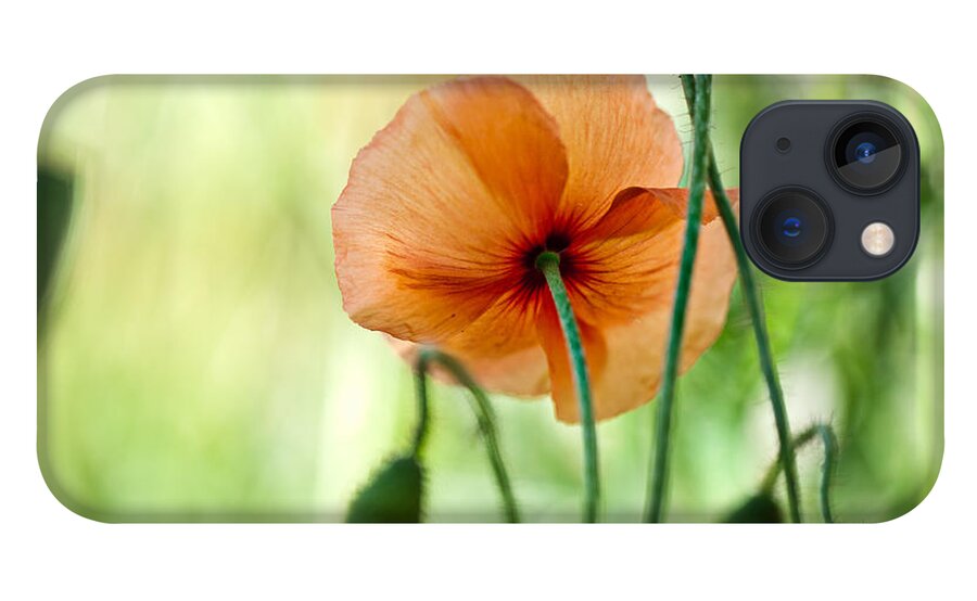 Poppy iPhone 13 Case featuring the photograph Red Corn Poppy Flowers 02 by Nailia Schwarz