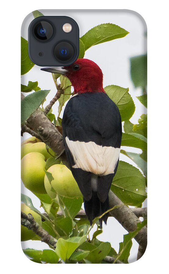 Red-headed Woodpecker iPhone 13 Case featuring the photograph Red-Headed Woodpecker by Holden The Moment