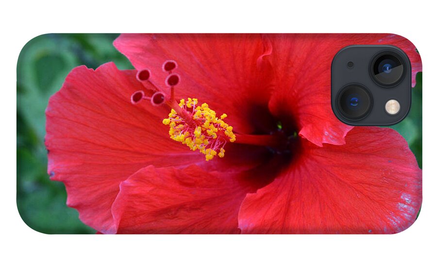 Flower iPhone 13 Case featuring the photograph Red Hibiscus 1 by Amy Fose