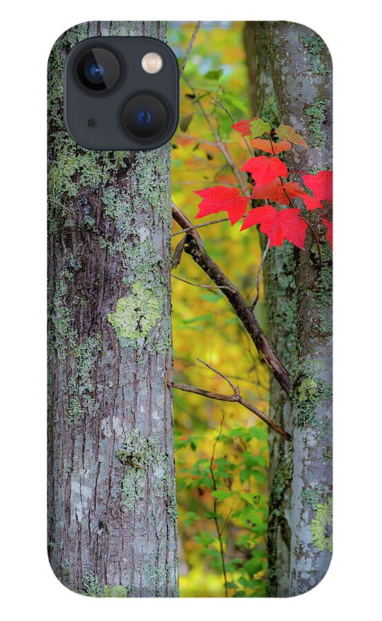 Acadia iPhone 13 Case featuring the photograph Red Leaves by Gary Lengyel