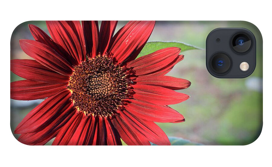 Red iPhone 13 Case featuring the photograph Red Sunflower by April Burton