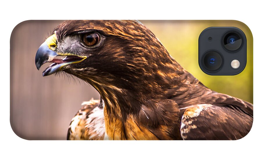 Raptor iPhone 13 Case featuring the photograph Red Tailed Hawk Profile by Blake Webster