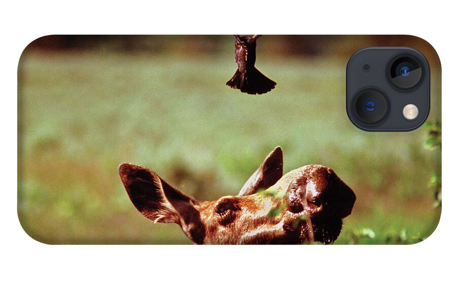 Moose iPhone 13 Case featuring the photograph Red-Winged Blackbird Attacking Moose by Ted Keller