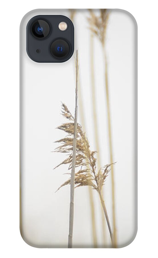Connecticut iPhone 13 Case featuring the photograph Reeds in the Mist I by Marianne Campolongo
