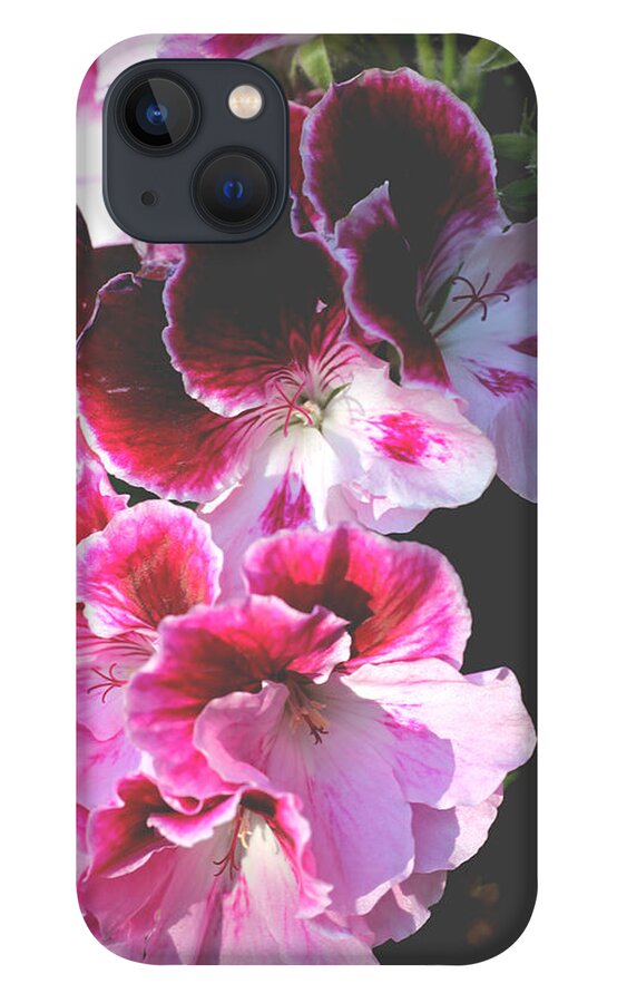 Martha Washington Geranium iPhone 13 Case featuring the photograph Regal Geranium by Tammy Pool