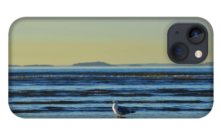 Revere iPhone 13 Case featuring the photograph Revere Beach Seagull Revere MA by Toby McGuire