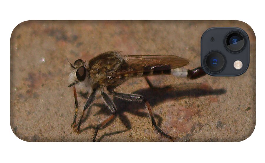 Fly iPhone 13 Case featuring the photograph Robber fly by James Smullins