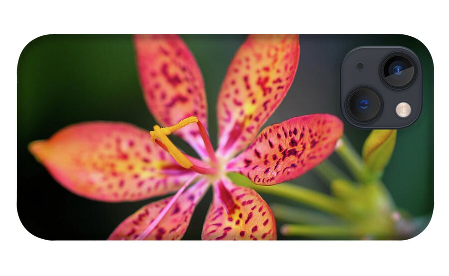 Flower iPhone 13 Case featuring the photograph Room to Grow by Mary Anne Delgado