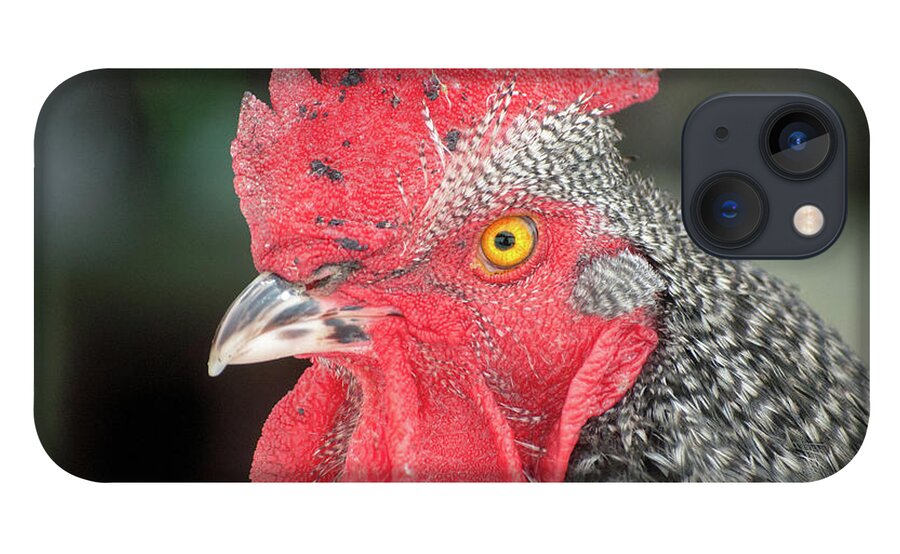 Chicken iPhone 13 Case featuring the photograph Rooster Named Brute by Troy Stapek