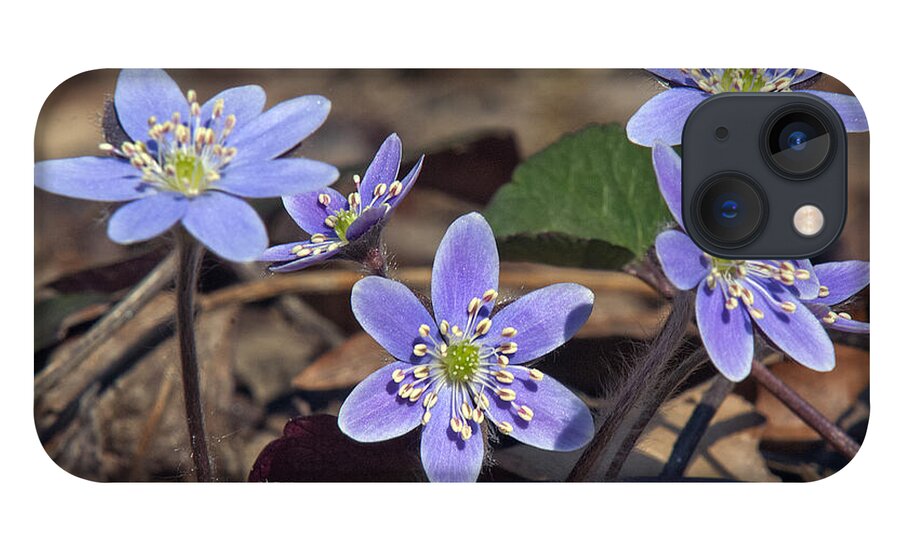 Flower iPhone 13 Case featuring the photograph Round-lobed Hepatica DSPF116 by Gerry Gantt