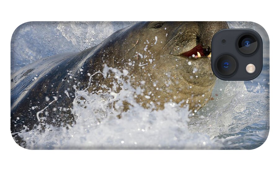 00420018 iPhone 13 Case featuring the photograph Elephant Seal in the Surf by Yva Momatiuk John Eastcott