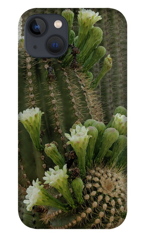 Wickenburg iPhone 13 Case featuring the photograph Saguaro buds and blooms by Gaelyn Olmsted