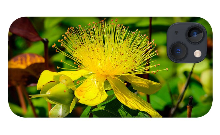 Flower iPhone 13 Case featuring the photograph Saint John's Wort Blossom by Tikvah's Hope