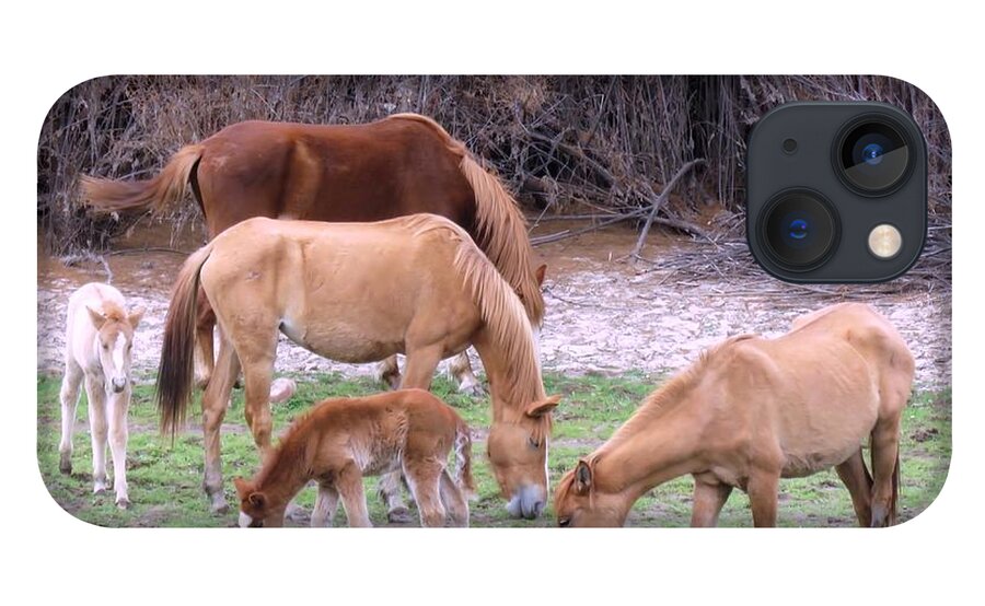 Arizona iPhone 13 Case featuring the photograph Salt River Wild Horses in Winter by Judy Kennedy