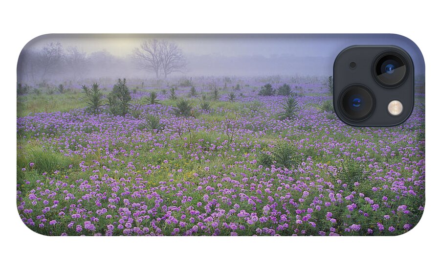 00170957 iPhone 13 Case featuring the photograph Sand Verbena Flower Field At Sunrise by Tim Fitzharris