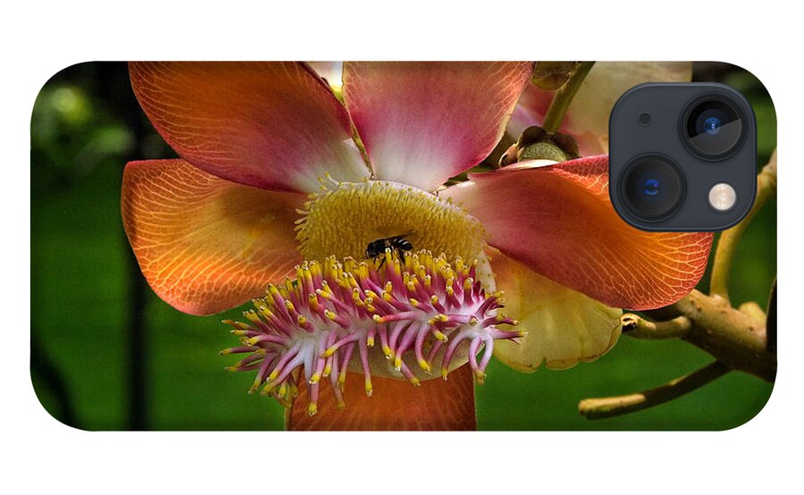 Scenic iPhone 13 Case featuring the photograph Sara Tree Flower DTHB104 by Gerry Gantt