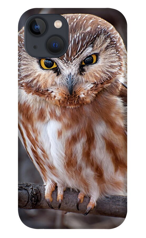 Saw-whet Owl iPhone 13 Case featuring the photograph Saw-Whet Owl by Britt Runyon