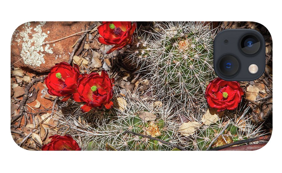 Scarlet Flowers iPhone 13 Case featuring the photograph Scarlet Cactus Blooms by Lon Dittrick